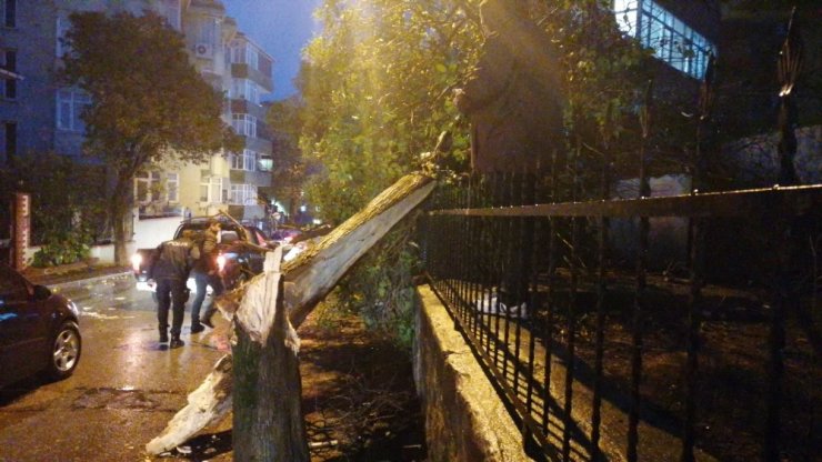 Gebze’de aşırı rüzgar ağaç devirdi