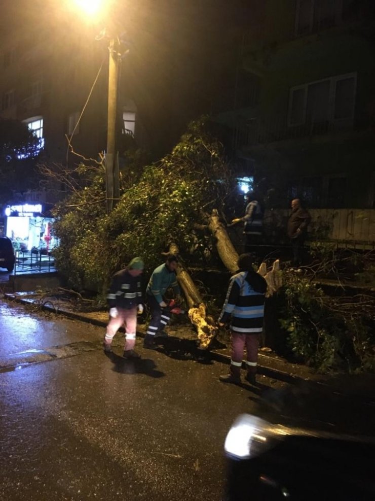 Gebze’de aşırı rüzgar ağaç devirdi