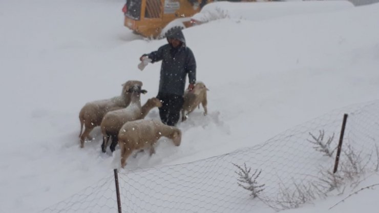 Manisa’da 200 koyun yaylada mahsur kaldı