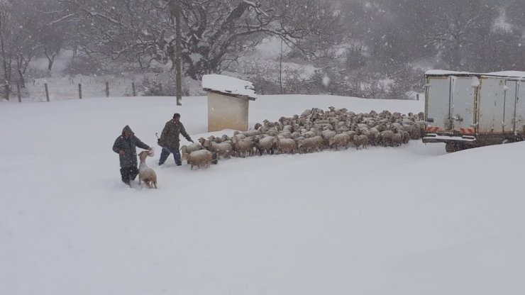 Manisa’da 200 koyun yaylada mahsur kaldı