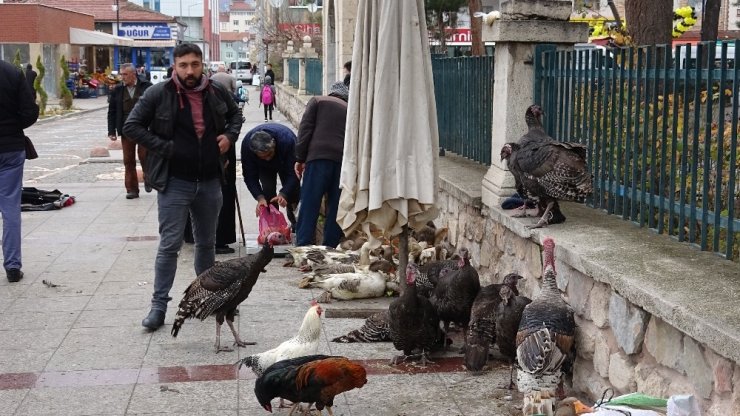 Horoz, hindiyi tahtından etti