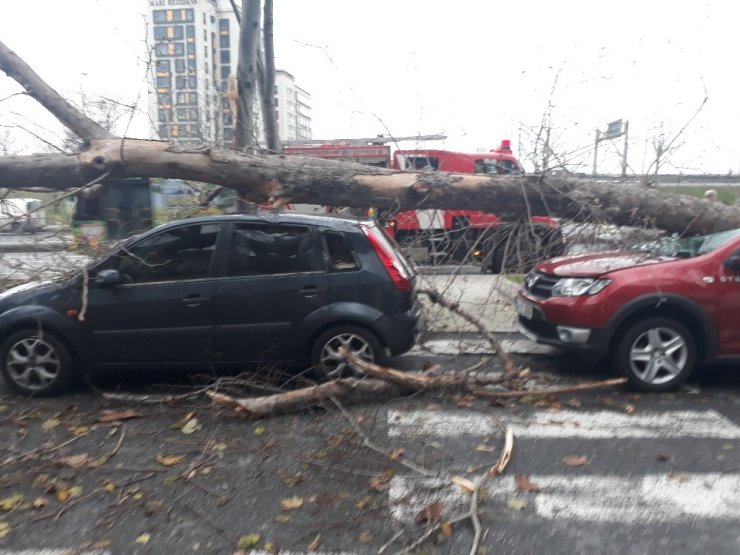 Şişli’de çınar ağacı 4 aracın üzerine böyle devrildi