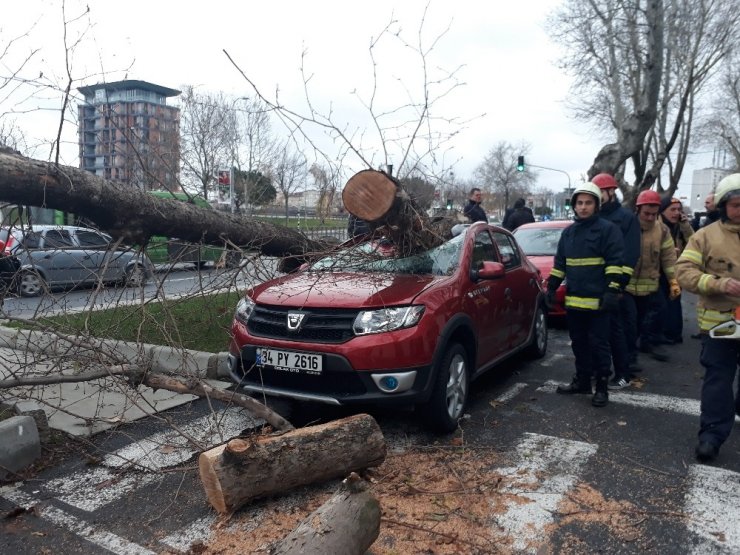 Şişli’de çınar ağacı 4 aracın üzerine böyle devrildi