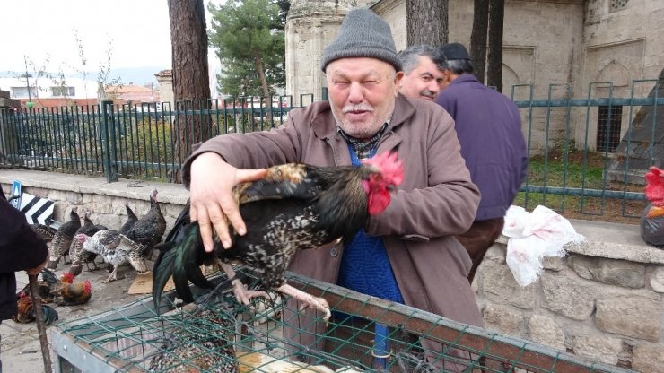 Horoz, hindiyi tahtından etti