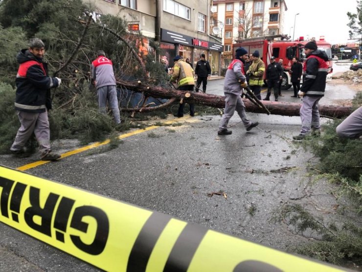 İstanbul’da şiddetli fırtına ağaç devirdi