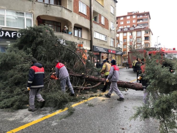 İstanbul’da şiddetli fırtına ağaç devirdi