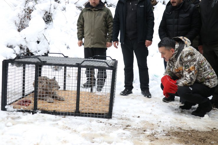 Bakan Pakdemirli, Abant'ta vaşak ile 3 şahini doğaya bıraktı