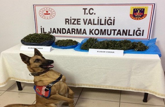 Rize’de jandarma operasyonları