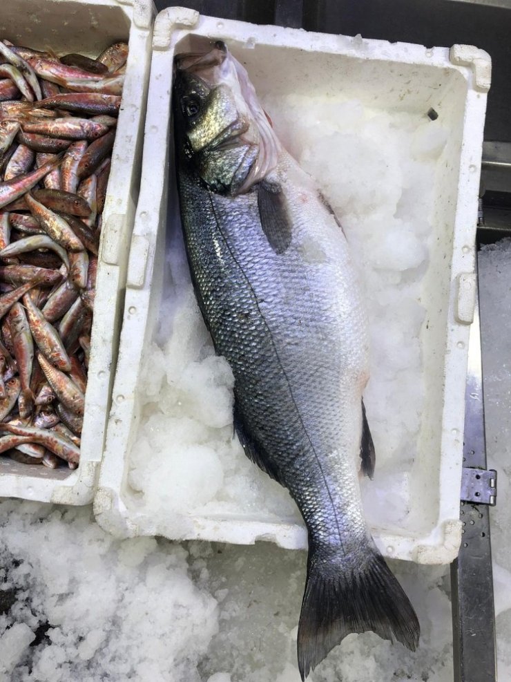 5 kiloluk levrek, 500 liradan satılıyor