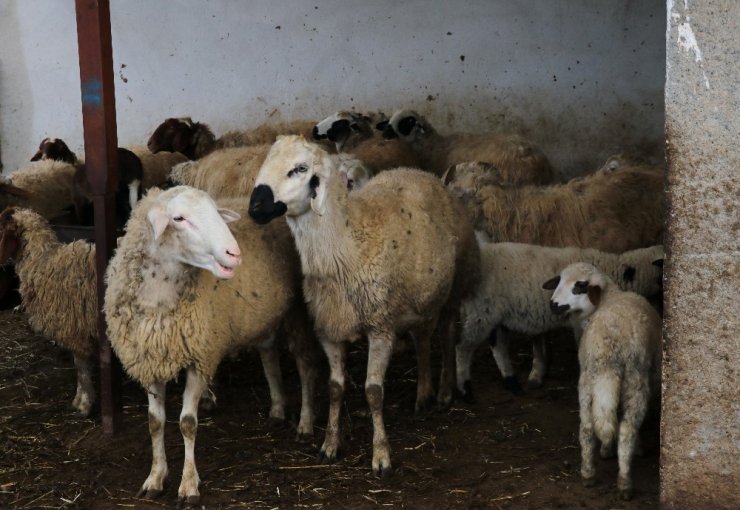 Mahalleye dadanan hırsıza karşı camiden uyarı anonsu yapılıyor
