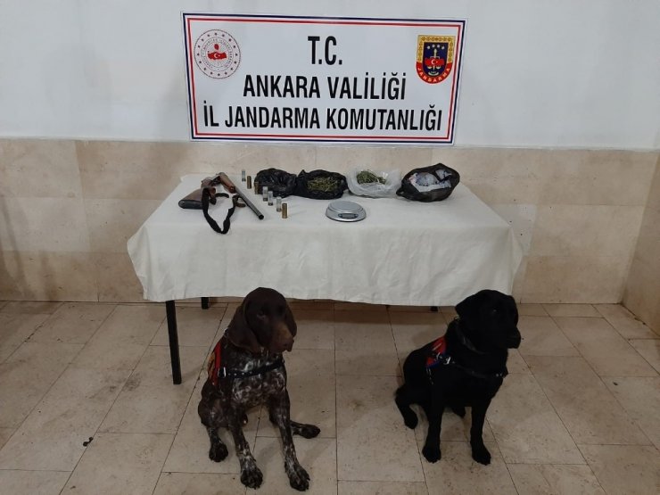 Jandarma samanlıkta saklanan esrarı narkotik köpekler yardımıyla buldu