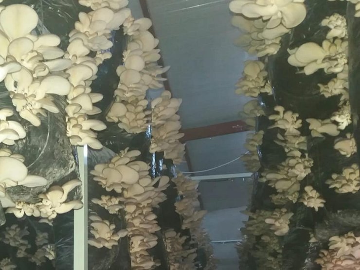Genç Çiftçi Projesi ile istiridye mantarı üretimine başladı