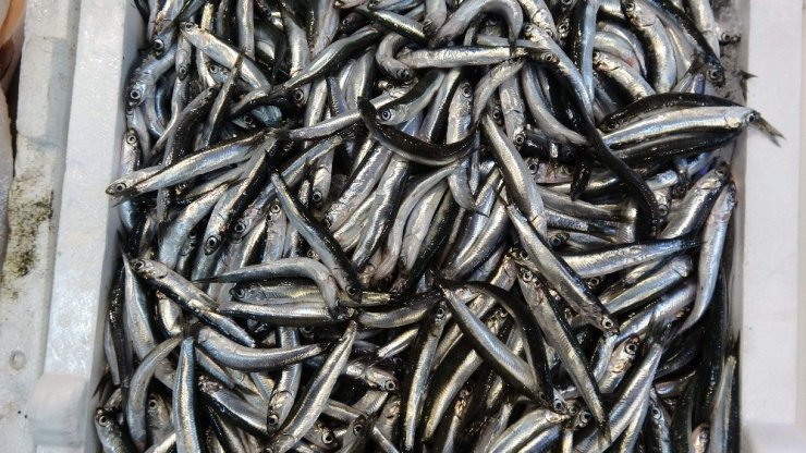 Beklenen hamsi Gürcistan’dan geldi