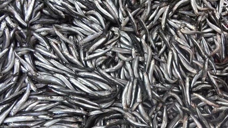 Hamsi Rusya ve Gürcistan’a kaçtı, vatandaşlar buzhane balığı tüketiyor