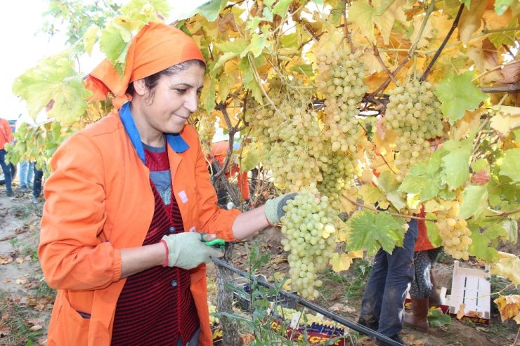 Limanı ve ülke sınırı olmayan Alaşehir’den 550 milyon dolarlık ihracat