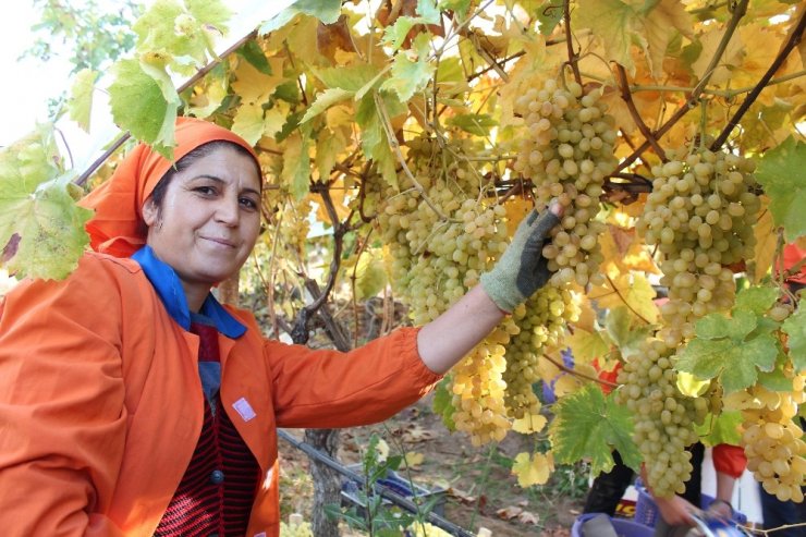 Limanı ve ülke sınırı olmayan Alaşehir’den 550 milyon dolarlık ihracat