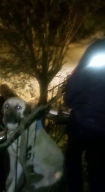 Korkuluklara sıkışan köpek kurtarıldı