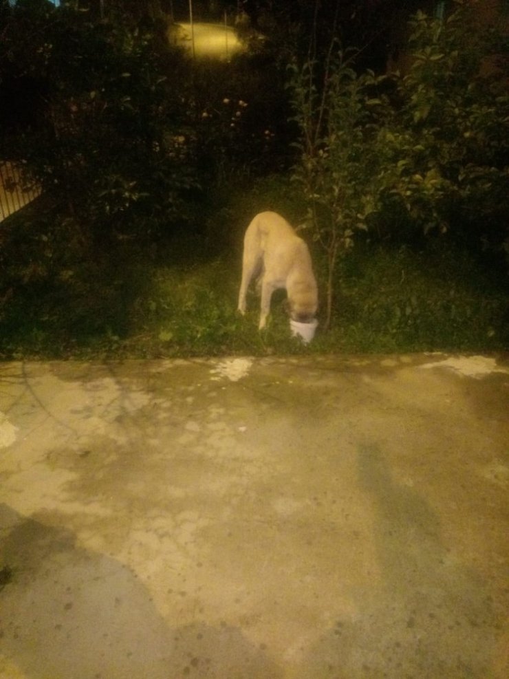 Korkuluklara sıkışan köpek kurtarıldı