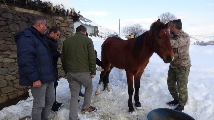 Ölüme terk edilen atları jandarma kurtardı