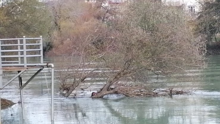 Manavgat Irmağı’nda ağaca takılı erkek cesedi bulundu