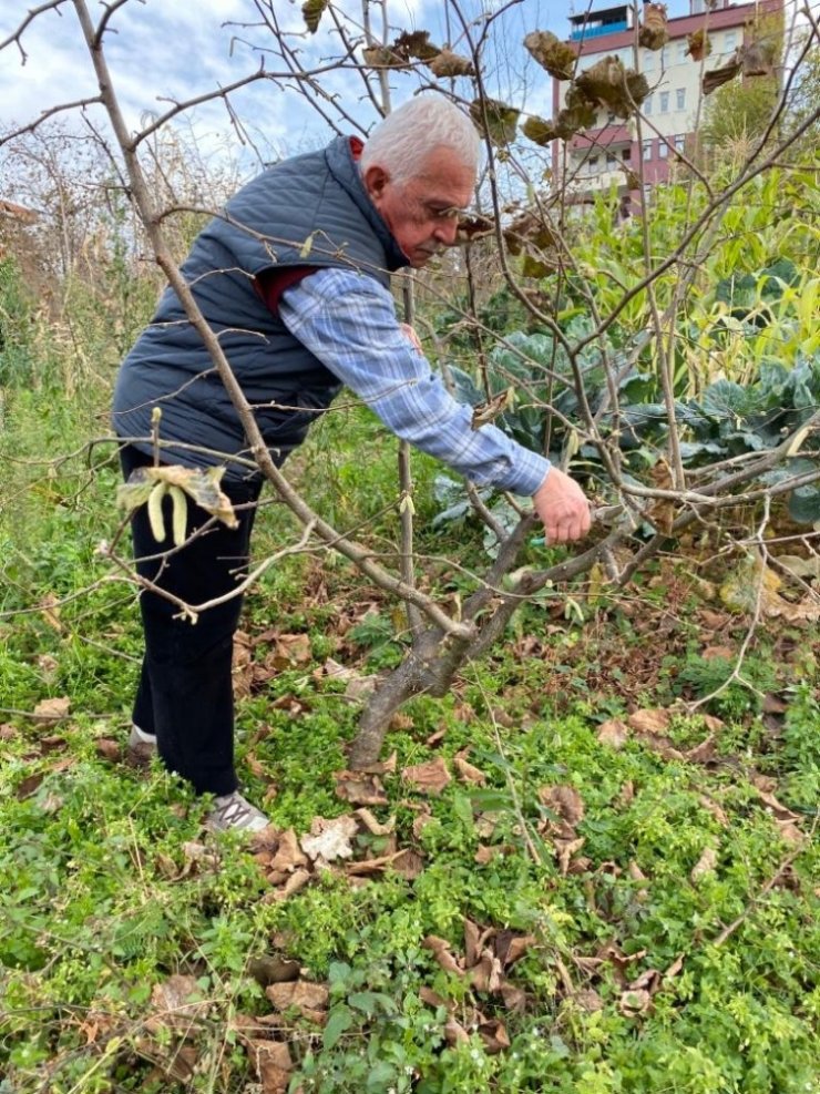 Türkiye’de tek aşırı gövdeli fındık bahçesinde budama yapıldı