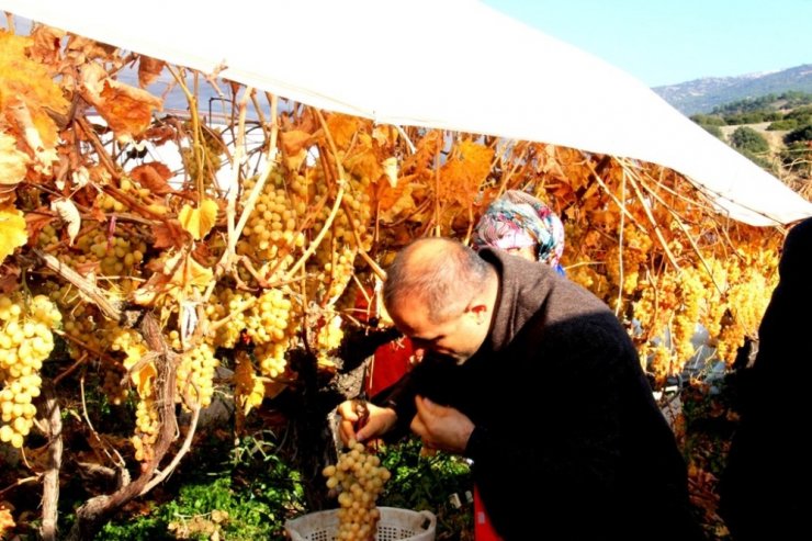 Manisa’da Ocak ayında üzüm hasadı