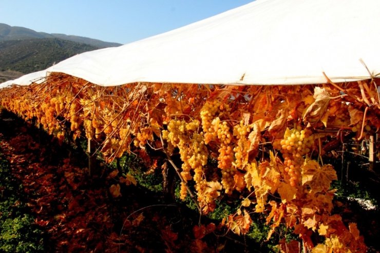 Manisa’da Ocak ayında üzüm hasadı