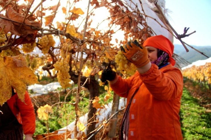 Manisa’da Ocak ayında üzüm hasadı