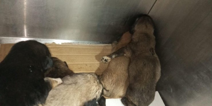 Yol kenarına atılmış çuval içerisindeki yeni doğmuş yavru köpekleri vatandaşlar kurtardı