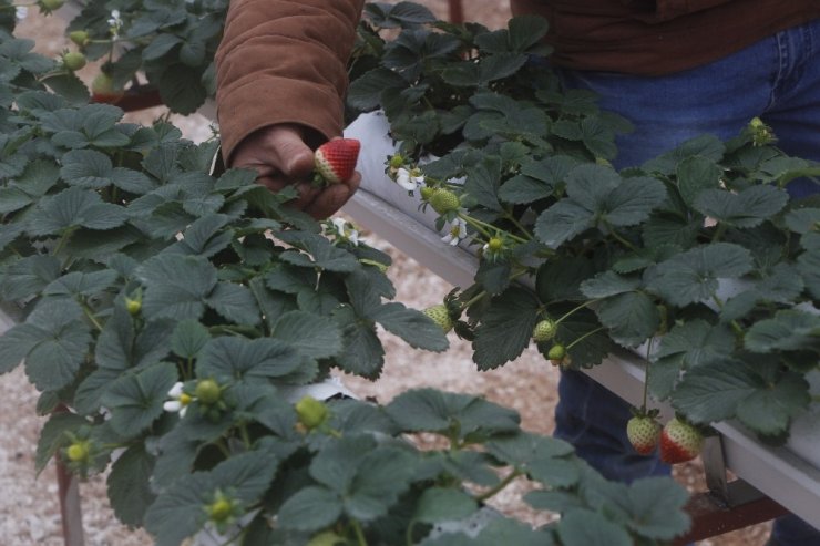 Hindistan cevizi lifine ekilen çilekte ilk hasat