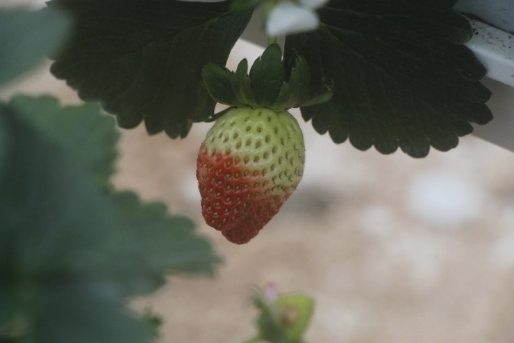 Hindistan cevizi lifine ekilen çilekte ilk hasat