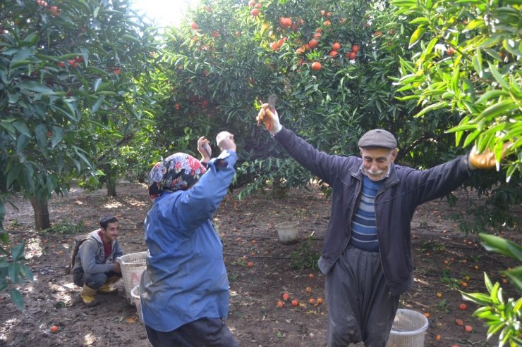 Narenciyenin başkentinde güle oynaya hasat