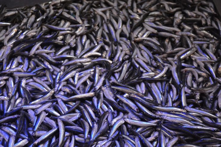 Hamsi Gürcistan’dan geldi, fiyatı 10 TL’ye düştü