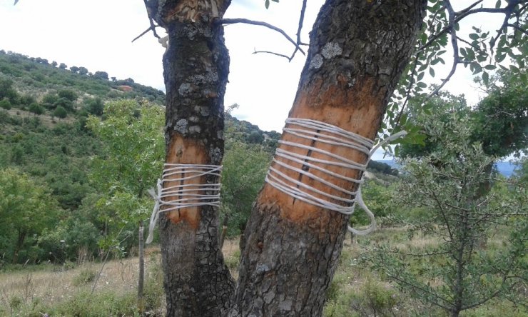 Belediye destekledi, Yuntdağı’nda ürün çeşitliliği arttı
