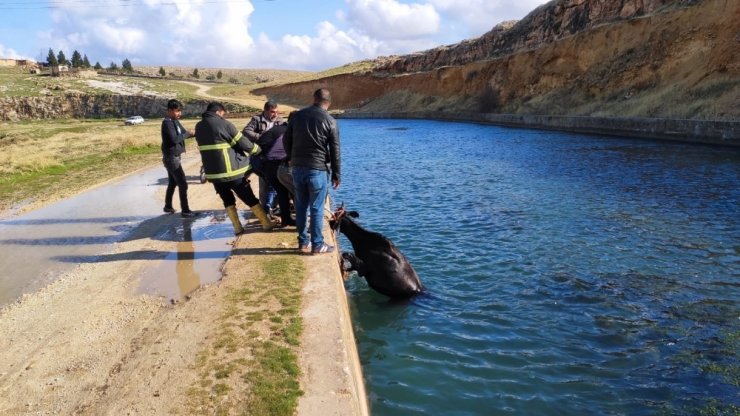 Sulama kanalına düşen ineği itfaiye ekipleri kurtardı