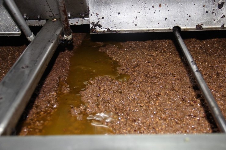 Zeytinyağı kalitesi için 24 saat çalışıyorlar