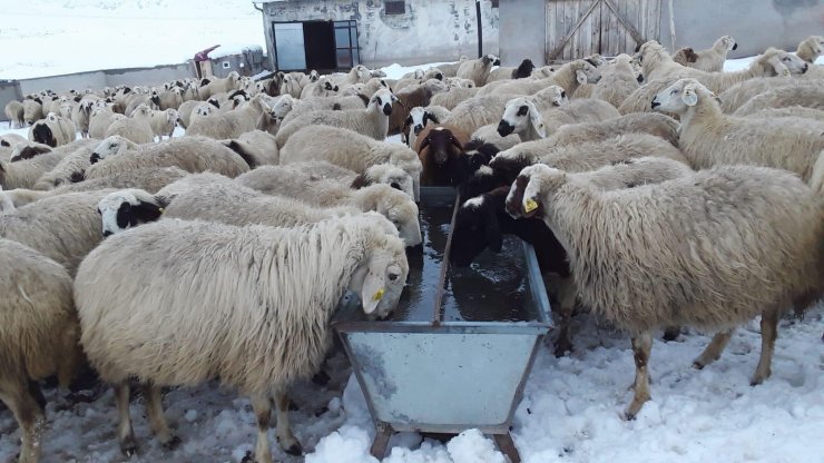 Ulaş'ta koyun yetiştiricilerinin zorlu kış mesaisi