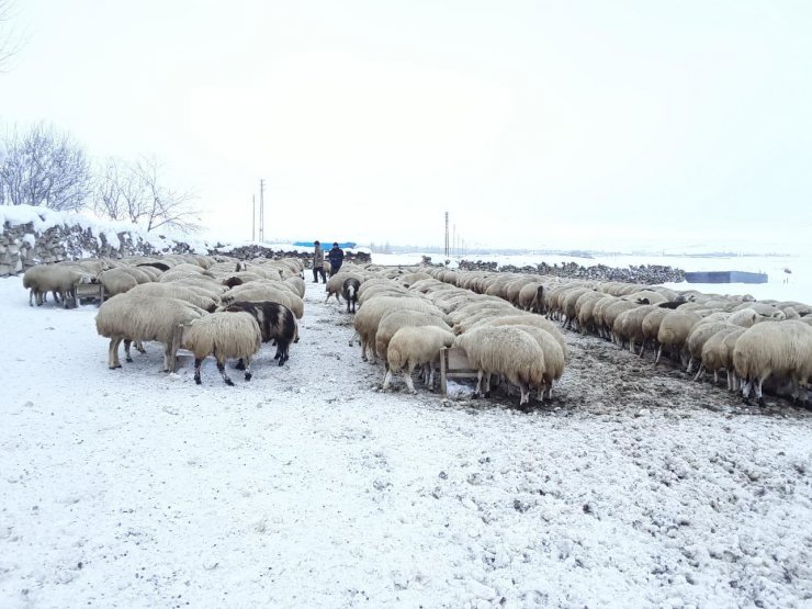 Ulaş'ta koyun yetiştiricilerinin zorlu kış mesaisi