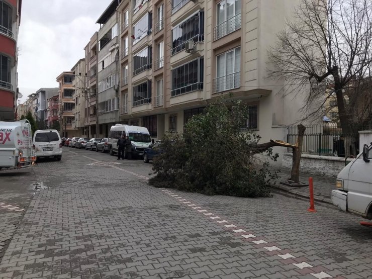 Edremit’te poyraz fırtınası çatıları uçurdu, ağaçları devirdi