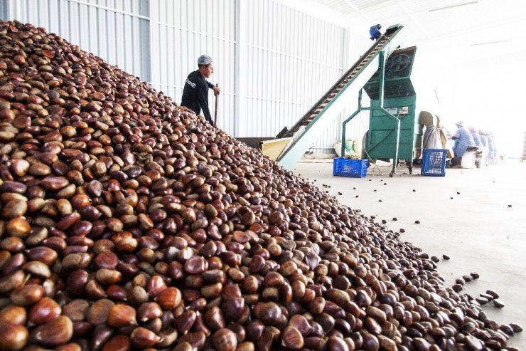 Yaş meyve sebze ihracatçılarının 2020 hedefi 1 milyar dolar ihracat