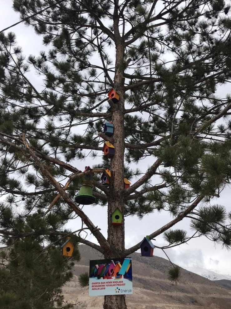 Enerya’dan sosyal sorumluluk projesi; ‘Kuşlar Yuvalarına Kavuştu’