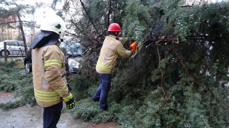 Kartal’da devrilen ağaç iki aracın üzerine düştü