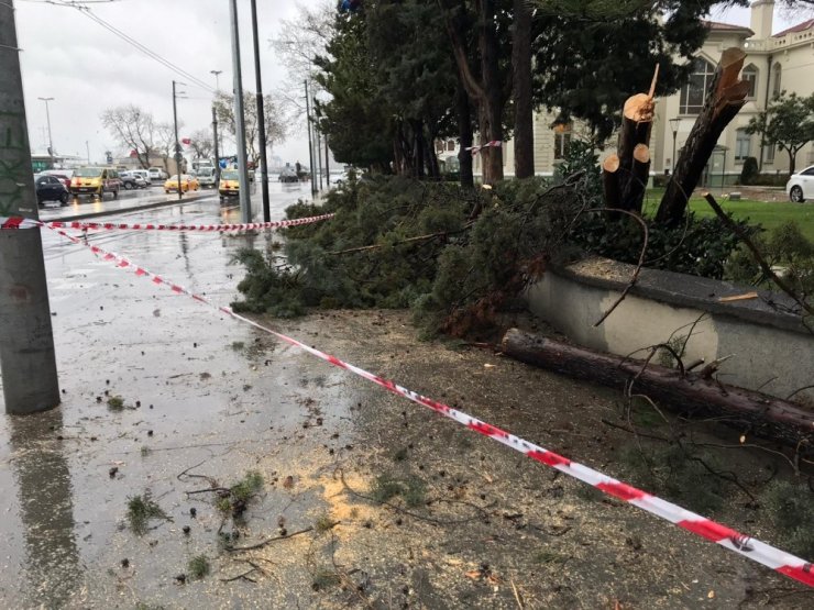 Kadıköy’de enerji teline ağaç devrilmesiyle nostaljik tramvay seferleri bir süre durdu