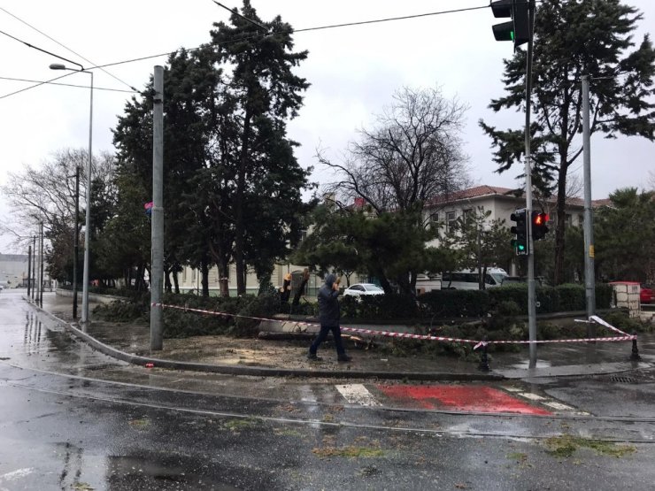 Kadıköy’de enerji teline ağaç devrilmesiyle nostaljik tramvay seferleri bir süre durdu