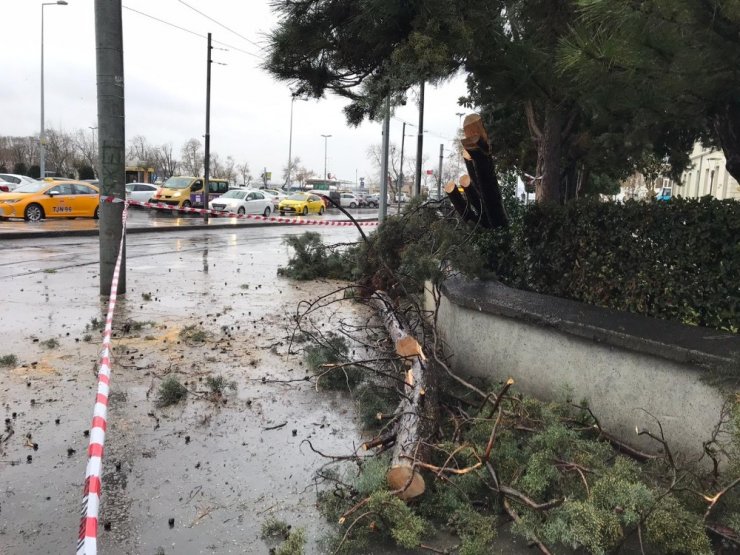 Kadıköy’de enerji teline ağaç devrilmesiyle nostaljik tramvay seferleri bir süre durdu