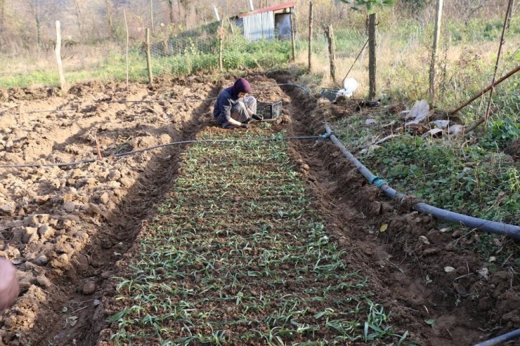 Ordu’da salep üretimine başlandı
