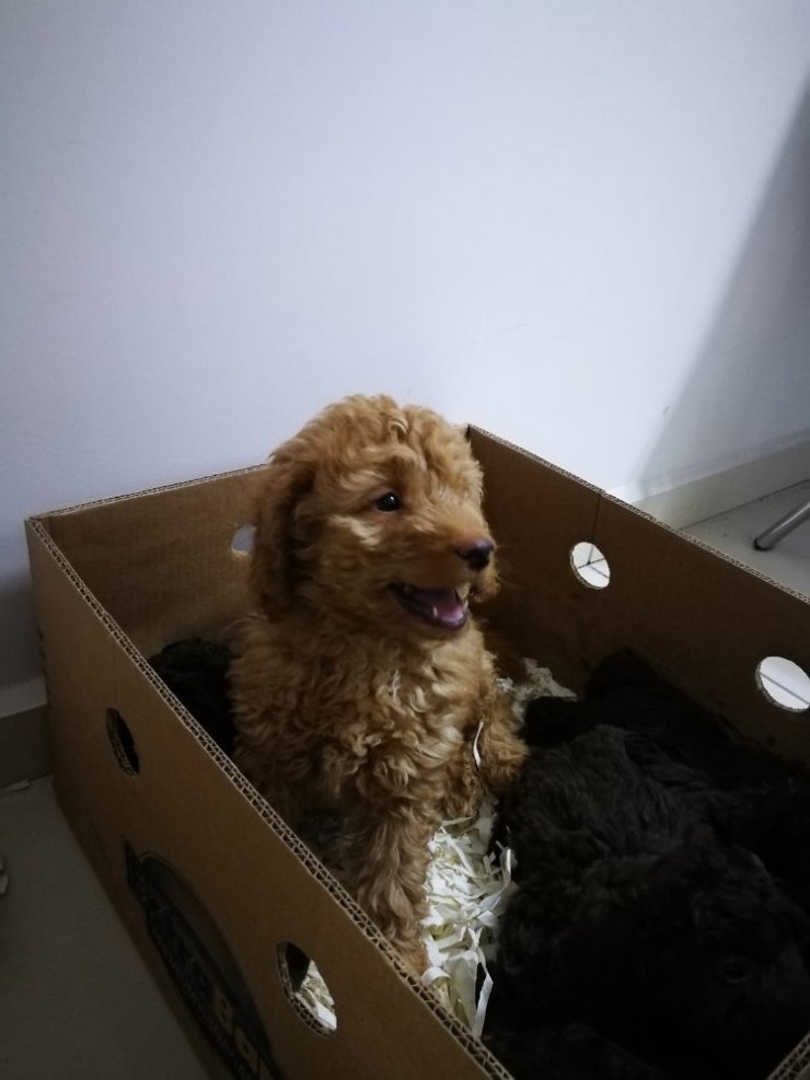 Edirne’de 13 cins köpek yavrusu ve 9 sultan papağanı ele geçirildi