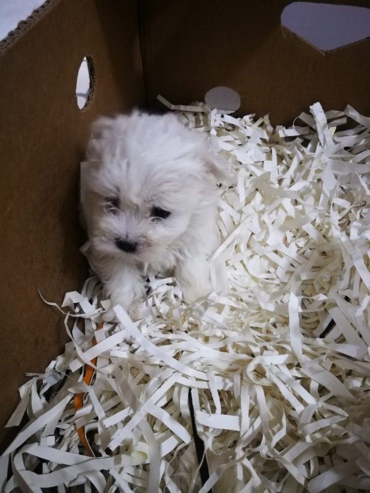 Edirne’de 13 cins köpek yavrusu ve 9 sultan papağanı ele geçirildi