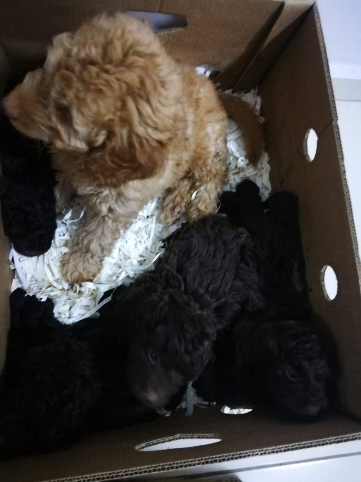 Edirne’de 13 cins köpek yavrusu ve 9 sultan papağanı ele geçirildi