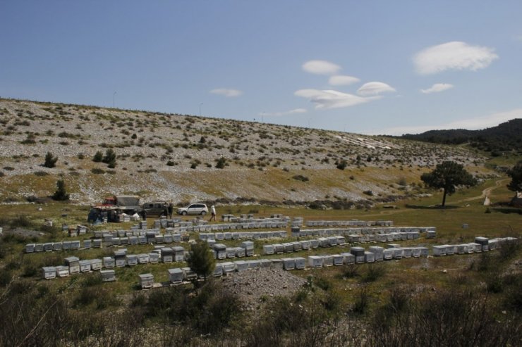 Bal ormanı, Urlalı girişimci kadınlara gelir kapısı olacak